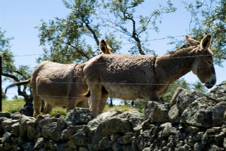 Appartamento Complejo Penafiel Zarza La Mayor Esterno foto
